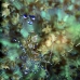 shrimp_cleaner_spotted_oc_jar_v_0499_cub2647.jpg